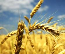 财政部 农业农村部发布2021年重点强农惠农政策