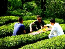 “晓阳春”生态茶园