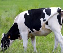 为农业融资担保添“一抹绿”——青岛农担积极探索农业碳金融落地新路径纪实