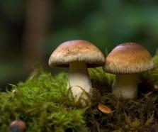 资讯】青岛农担引导农业产业升级，新“菇”事助力乡村振兴