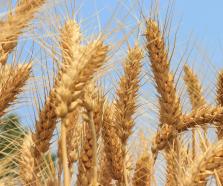 青岛金融：助农颗粒归仓收获满满